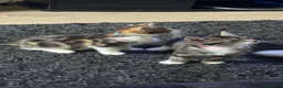 British Shorthair cats for sale: Kittens for sale  - Advert 4