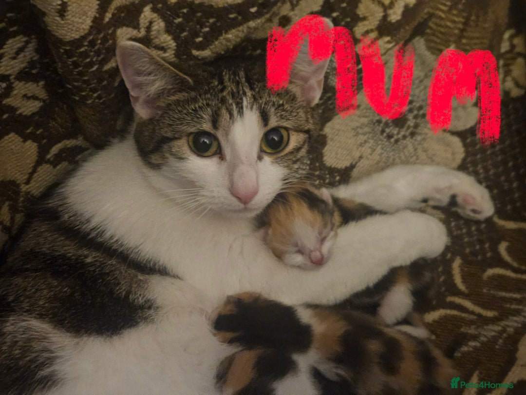 Mixed Breed cats for sale: Calico kittens - Advert 3