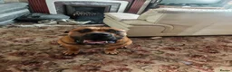 Boerboel dogs for stud: Boerboel male for stud - Advert 14