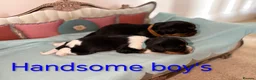 Cavalier King Charles Spaniel dogs for sale: Health Tested Cavalier King Charles  - Advert 17