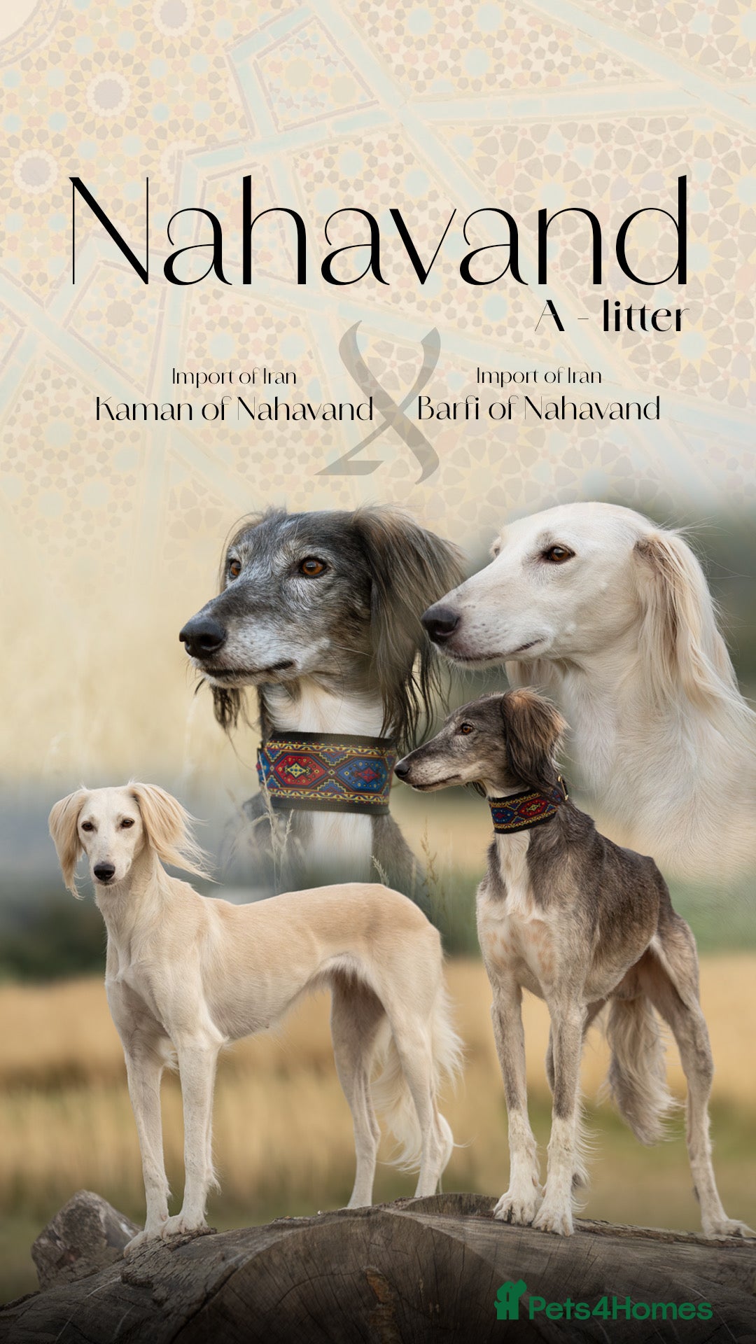 Saluki dogs for sale: Breeding Plan Announcement  - Image 2