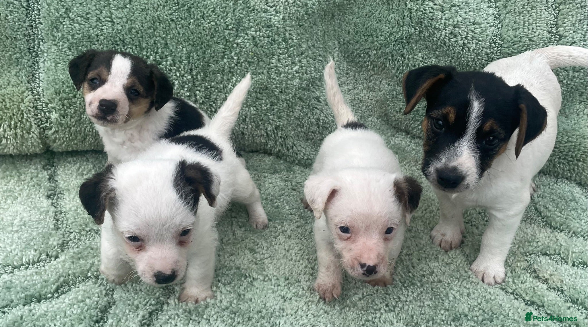 Jack Russell dogs Miniature Jack Russell puppies - Advert 1