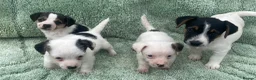 Jack Russell dogs for sale: Miniature Jack Russell puppies - Advert 1