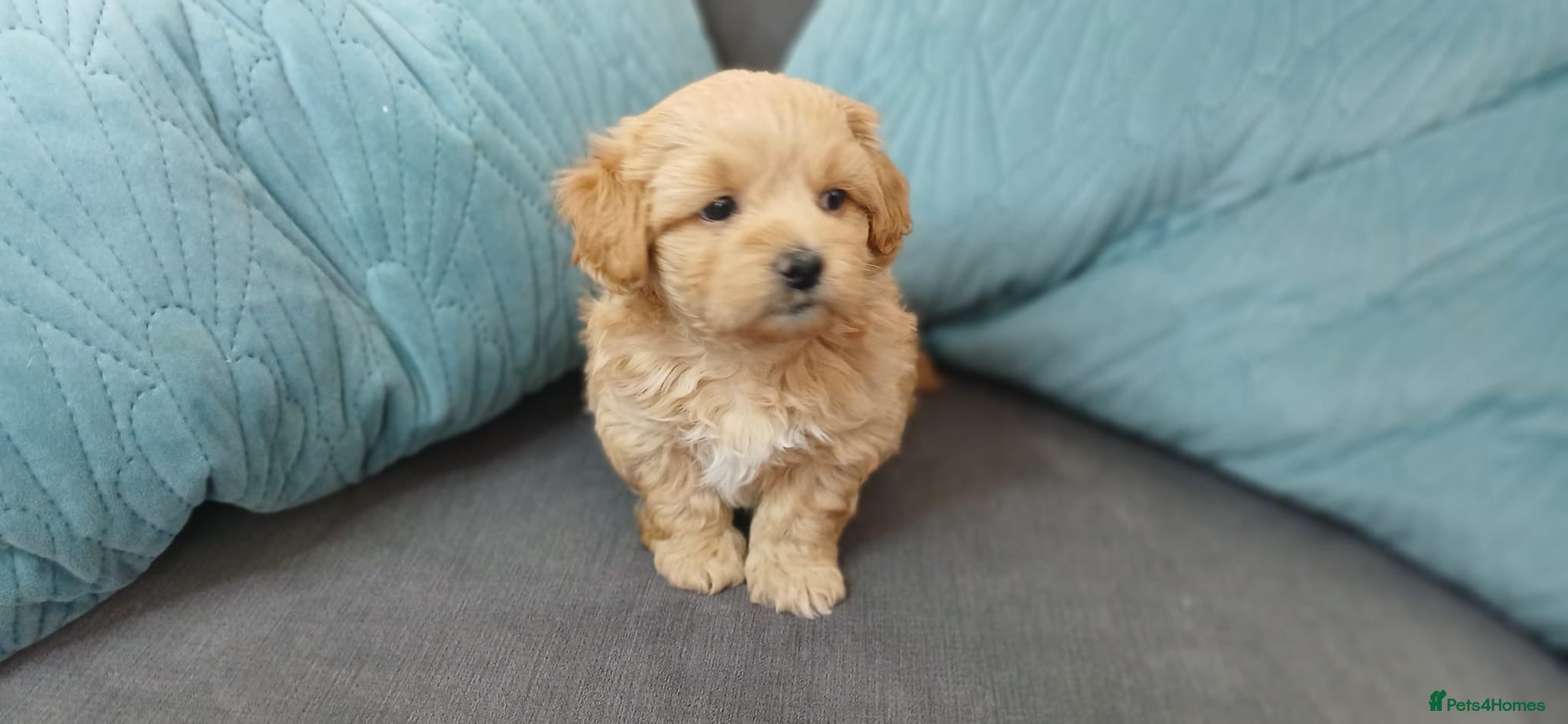 Mixed Breed dogs Maltipoo luxury pups - Advert 2