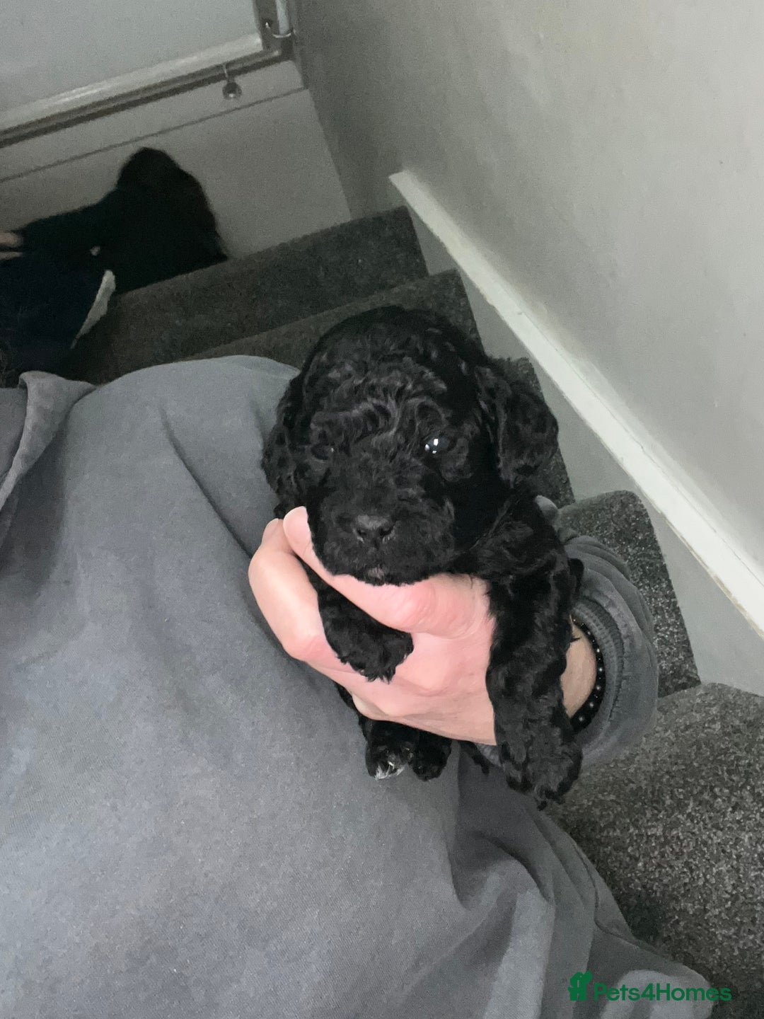 Cockapoo dogs for sale: Toy cockapoo - Advert 13