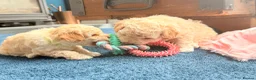 Cavapoo dogs for sale: 💙READY NOW💙  male cavapoo FHT  - Advert 14