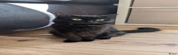 Mixed Breed cats for sale: Kittens for sale! 3 boys 1 girl  in Redditch - Advert 1