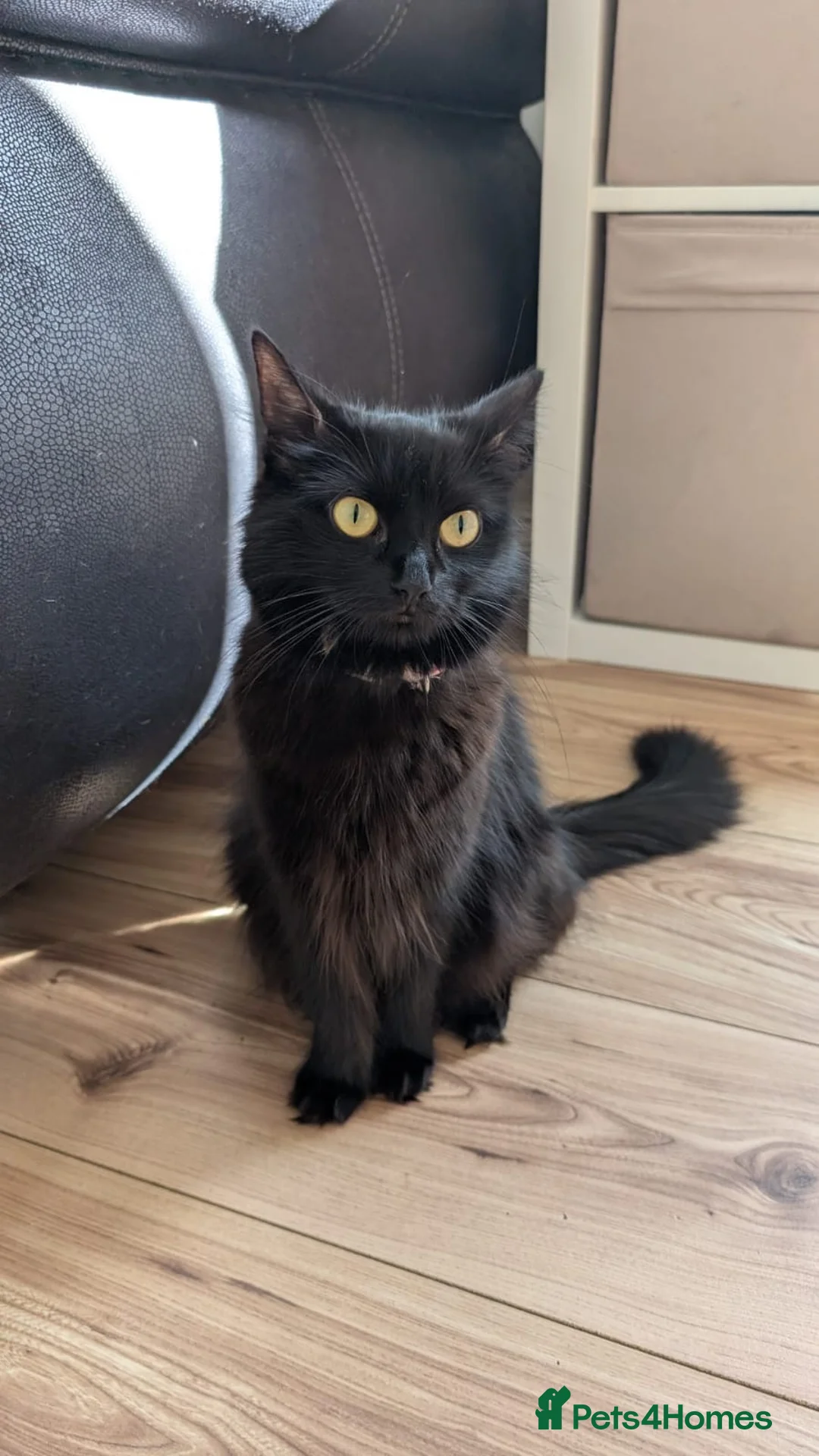Mixed Breed cats for sale: Kittens for sale! 3 boys 1 girl  in Redditch - Advert 1