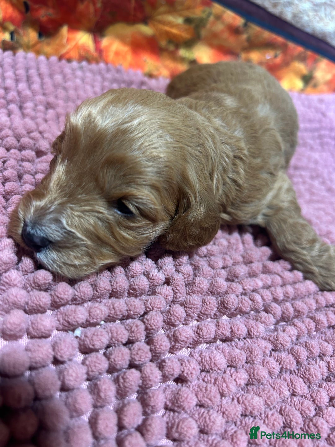 Cockapoo dogs for sale: Cute Cockapoo puppies (licensed breeder)  - Image 14