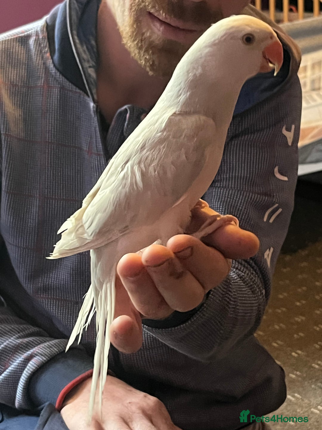 Ringnecks birds for sale: Hand tame clear tail ring neck - Image 5