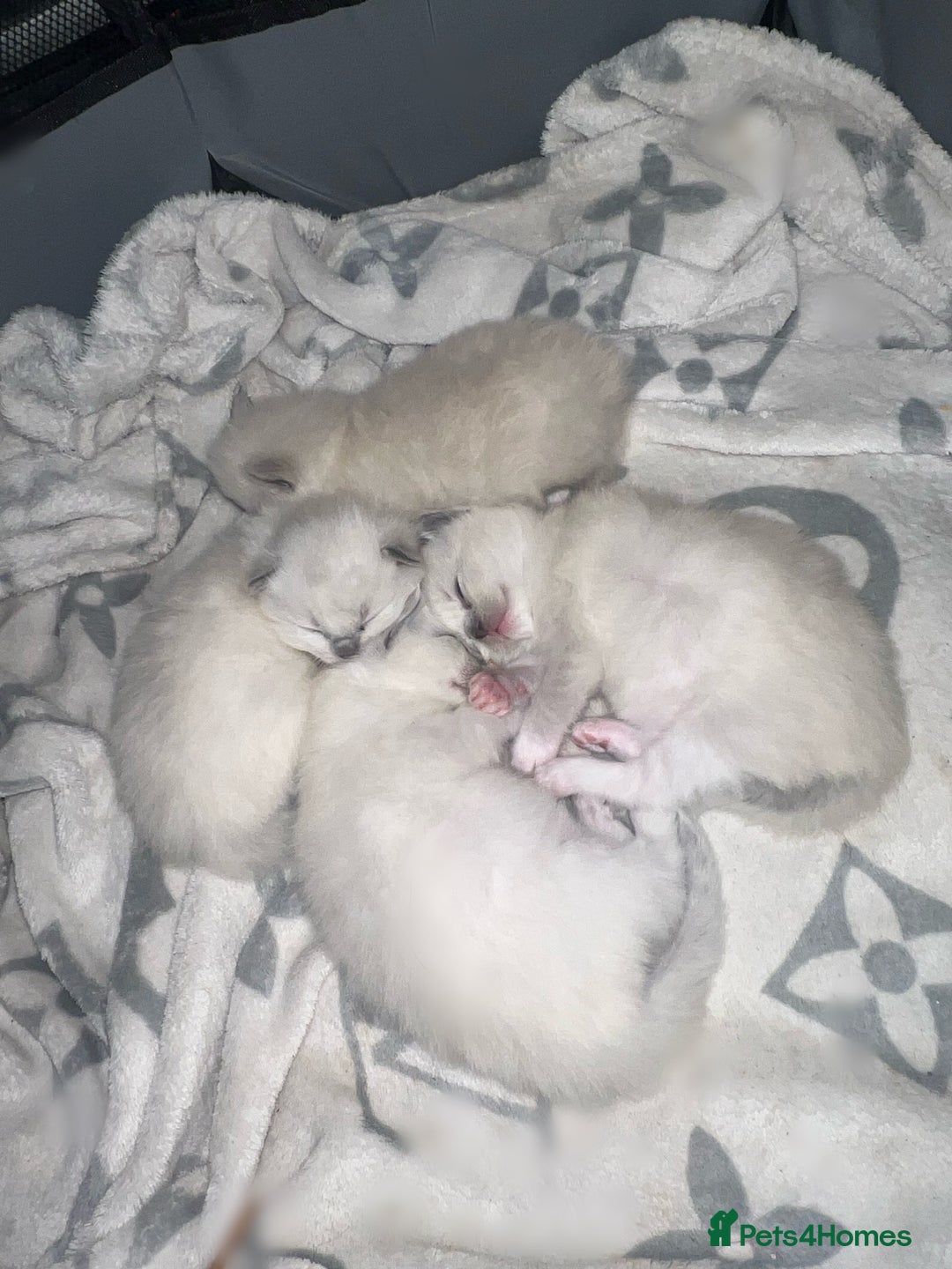 Ragdoll cats for sale: Purebred blue point ragdoll kittens  - Advert 6