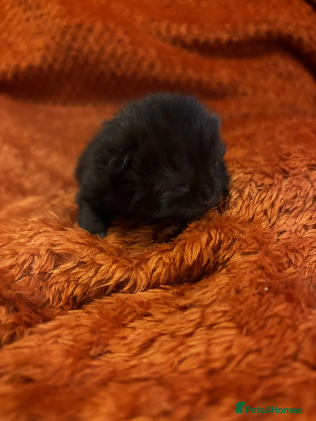 Domestic Shorthair cats for sale: Four sweet tabby & black kittens for sale - Advert 2