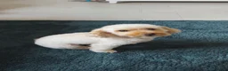 Westiepoo dogs for sale: Beautiful Westiepoo Puppies–Ready to Reserve ❤️🐶 - Advert 1