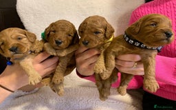 Miniature Poodle dogs for stud: Extensively Health Tested Deep Red Mini Poodle in Mansfield - Image 15