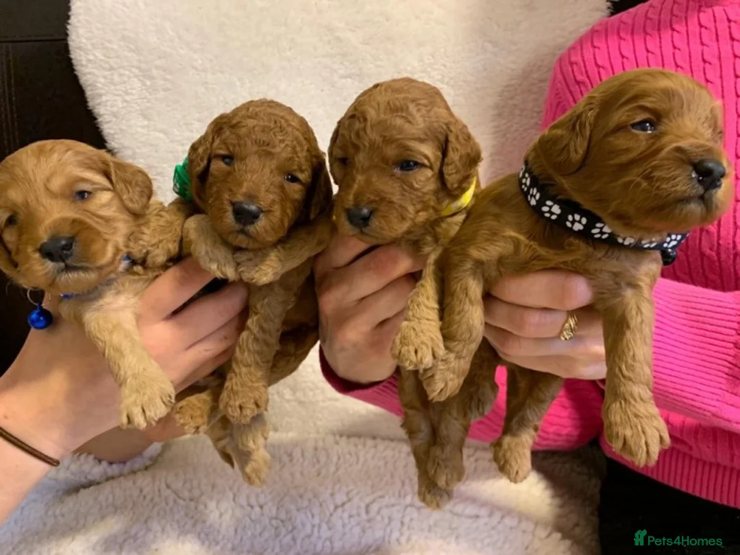 Miniature Poodle dogs for stud: Extensively Health Tested Deep Red Mini Poodle in Mansfield - Advert 15