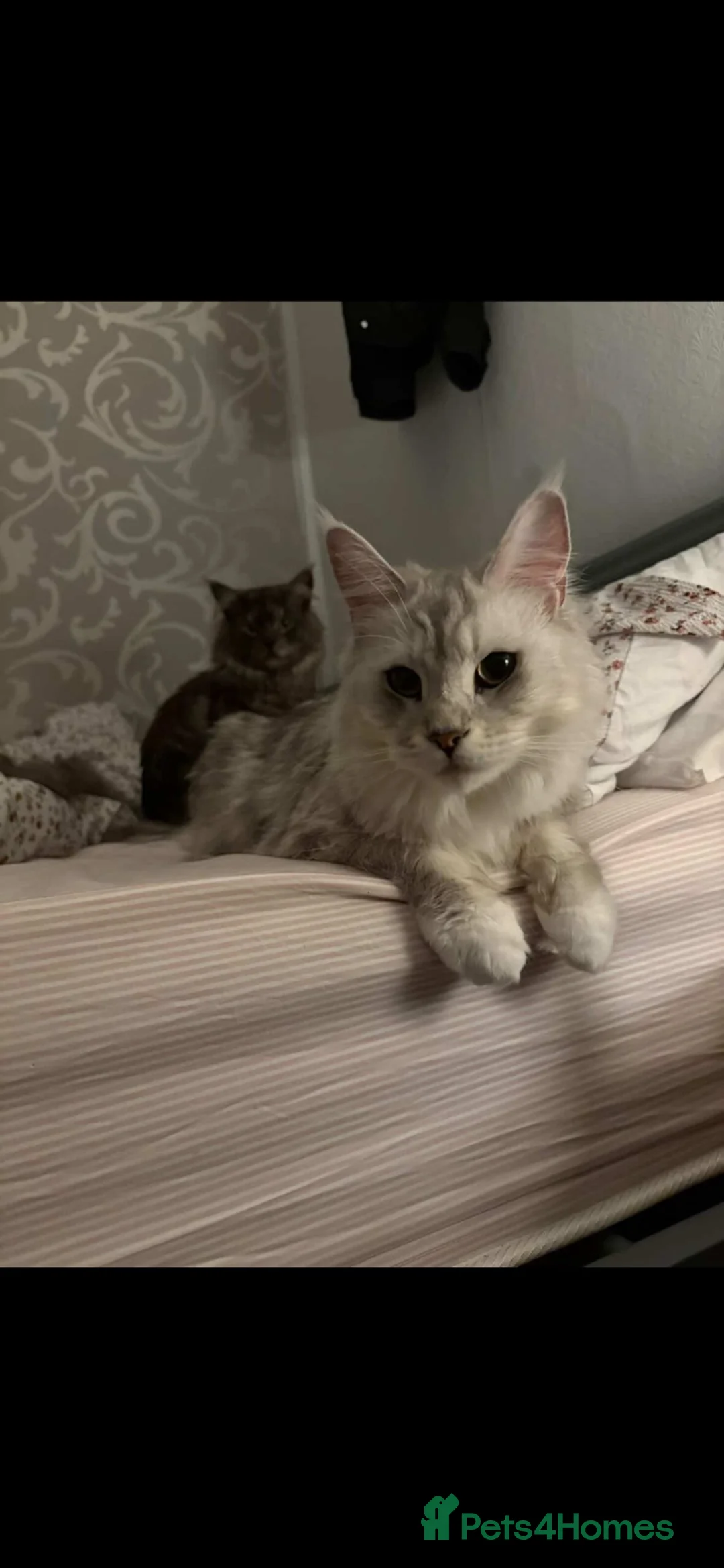 Maine Coon cats for sale: Maine coon kittens  in Mansfield - Advert 12