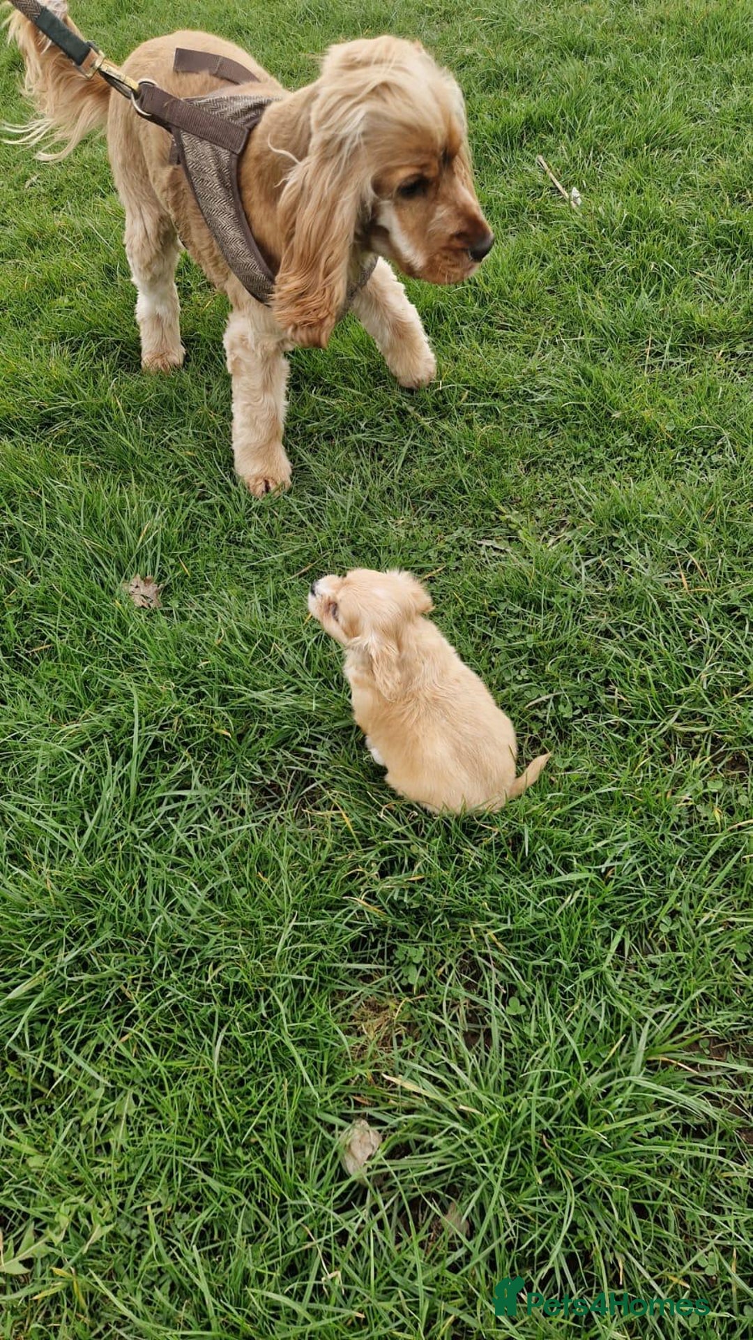 Cavapoo dogs for sale: Cavapoo puppy's  - Advert 1