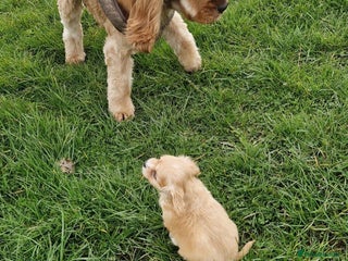 Cavapoo dogs Cavapoo puppy's - Advert 3