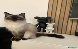 Ragdoll cats for sale: Female ragdoll age 4 years  - Image 2