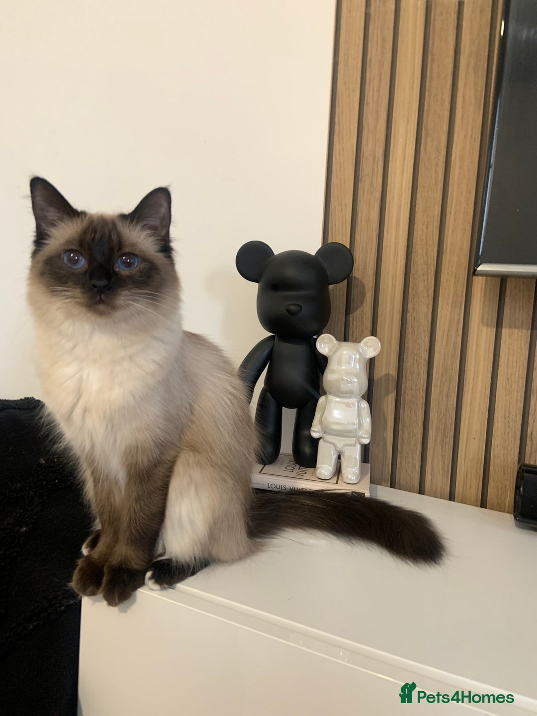 Ragdoll cats for sale: Female ragdoll age 4 years  - Image 2
