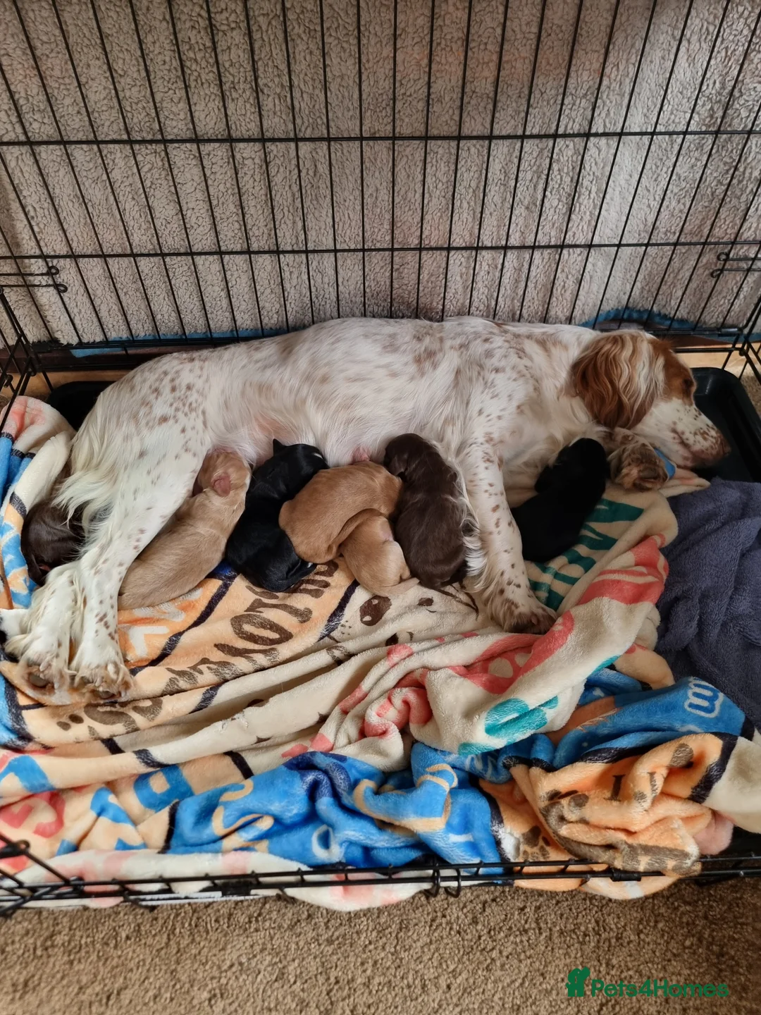Cocker Spaniel dogs for sale: Cocker spaniel puppies  in Alford - Advert 2
