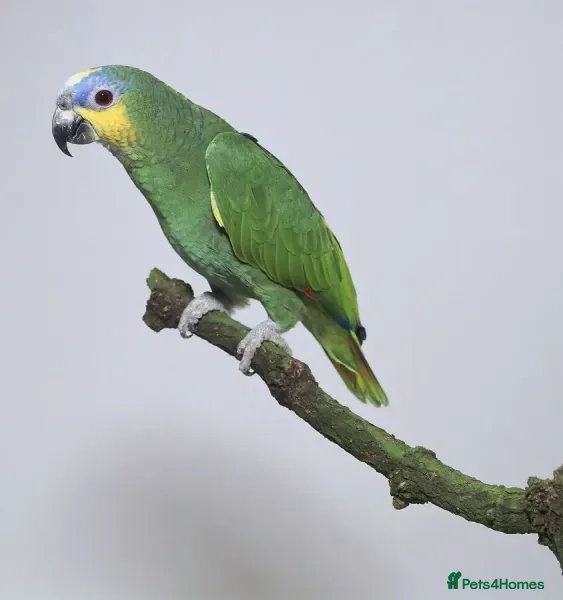 Parrots birds Amazon parrot for sale  - Advert 1