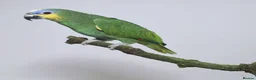 Parrots birds for sale: Amazon parrot for sale  in Dudley - Advert 1
