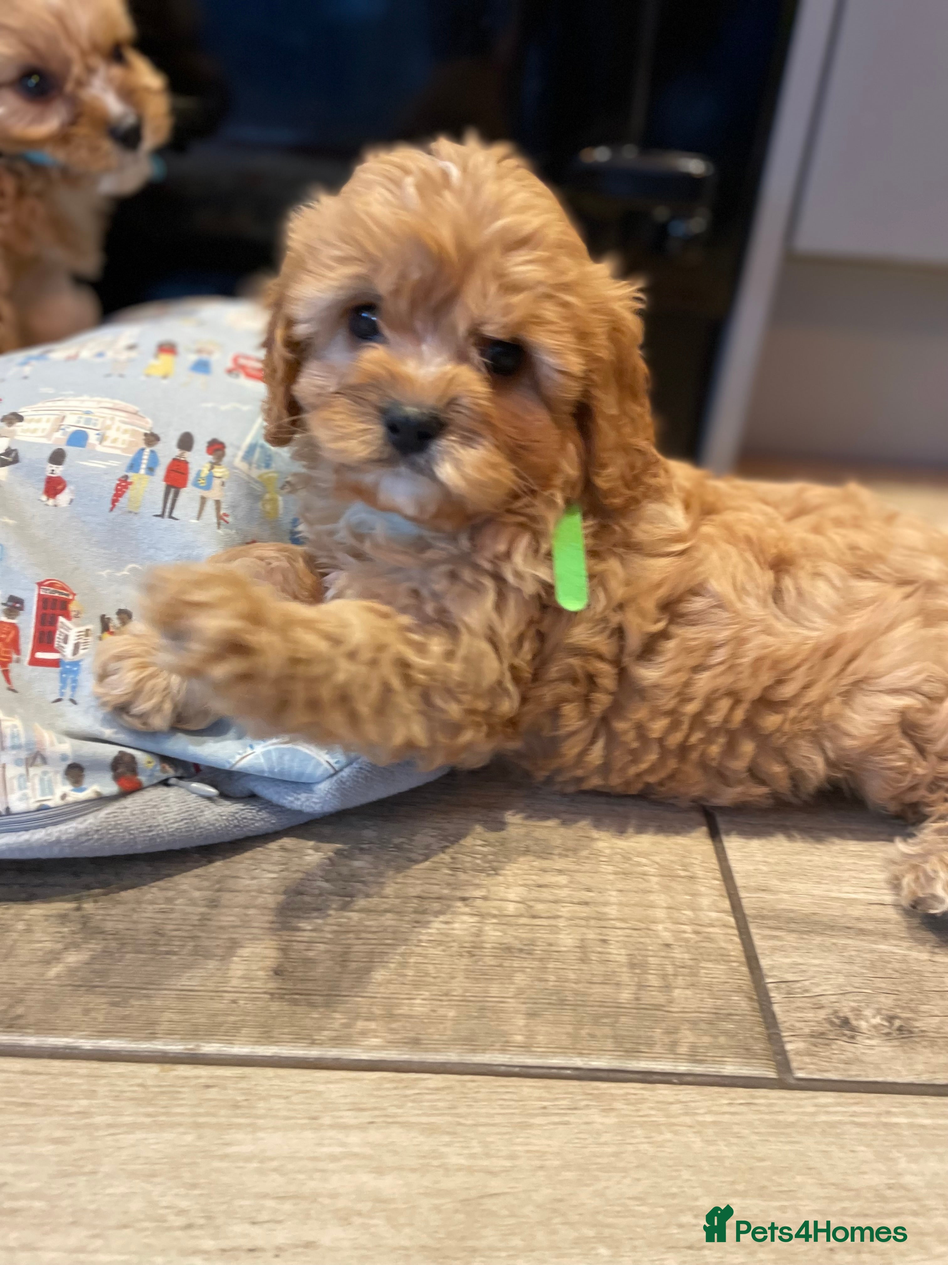 Cavapoo dogs Gorgeous Cavapoo Puppies - Advert 2
