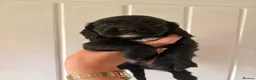Cocker Spaniel dogs for sale: 3 cocker pups  - Advert 14