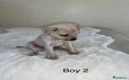 Mixed Breed dogs for sale: Chug puppies  - Image 9