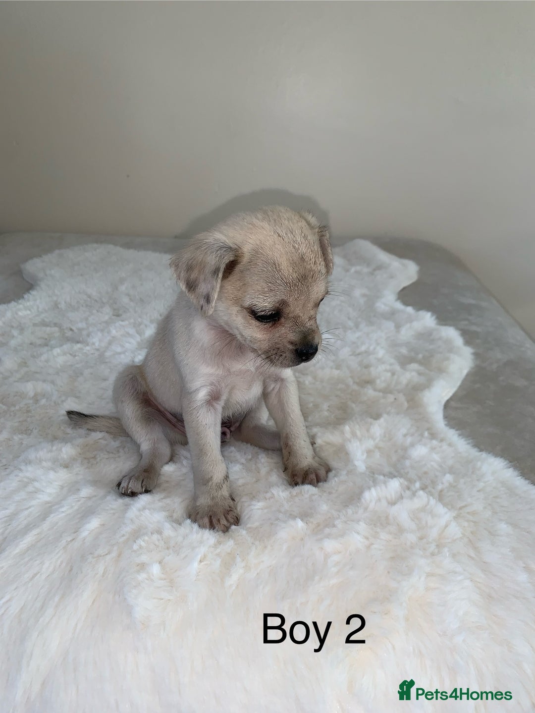 Mixed Breed dogs for sale: Chug puppies  - Image 9