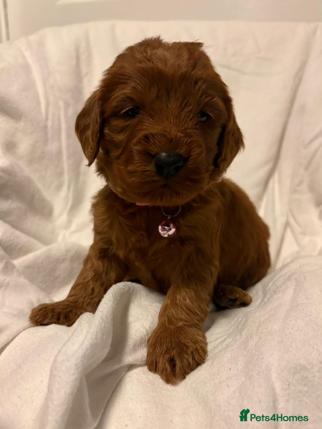 Cockapoo dogs for sale: Deep Red Cockapoos - Advert 18