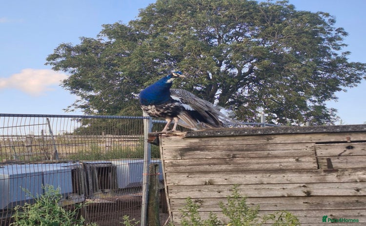Peafowl poultry for sale in Ashbourne - Advert 1