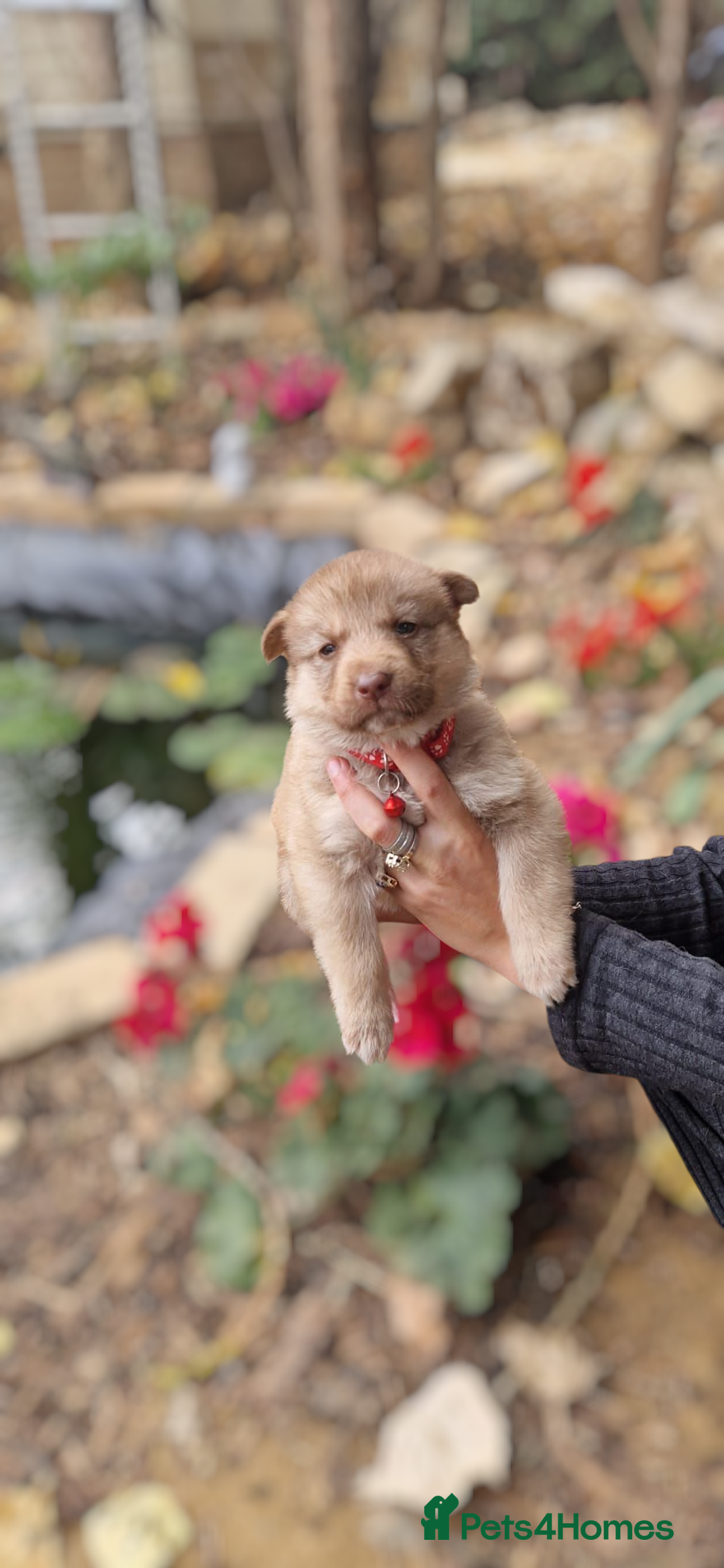 Shepsky dogs for sale: Beautiful chunky litter of shepsky pups - Image 1