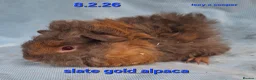 Guinea Pig rodents for sale: Purebred Alpaca guinea pig boars - Advert 2