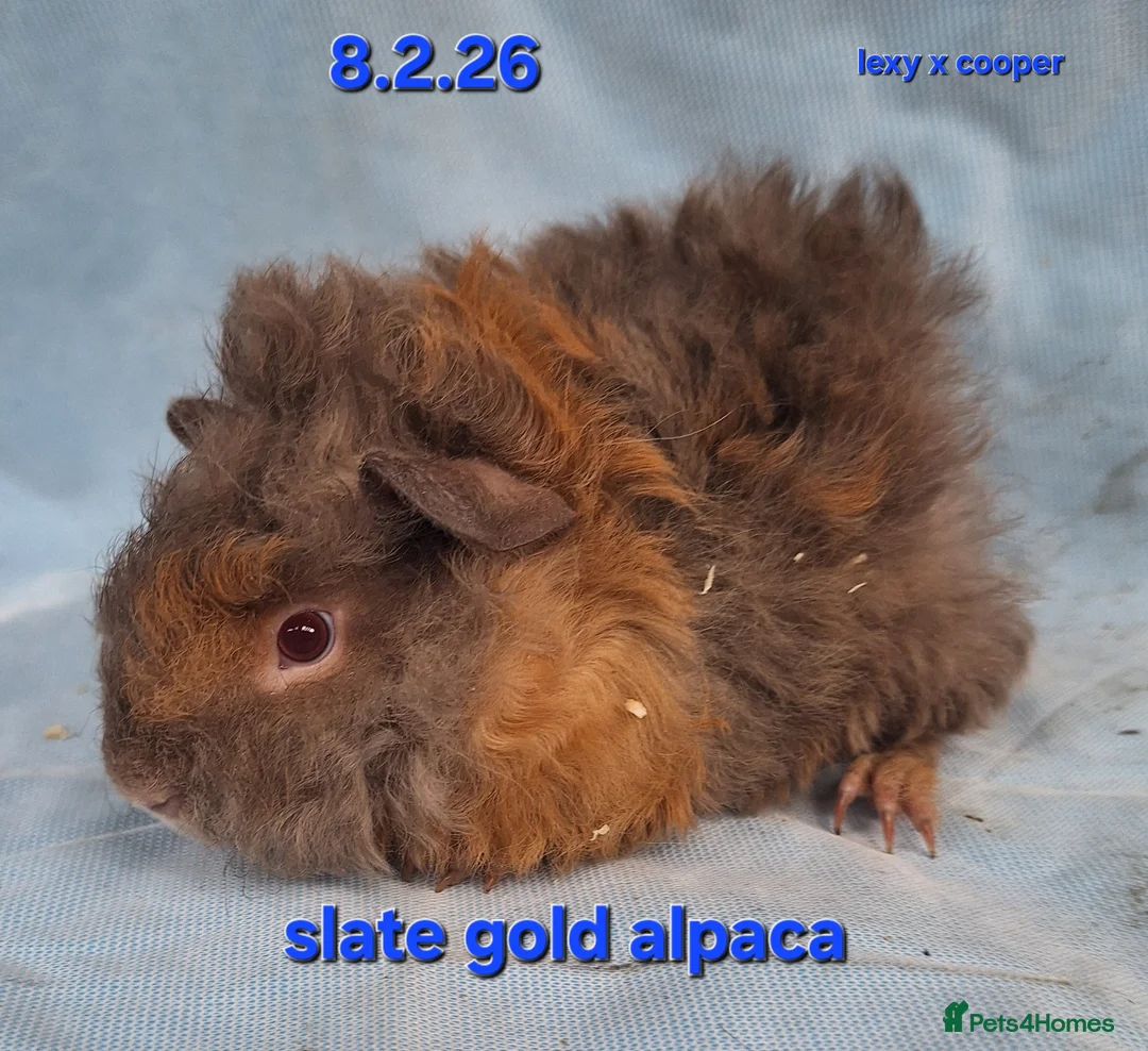 Guinea Pig rodents for sale: Purebred Alpaca guinea pig boars - Advert 2