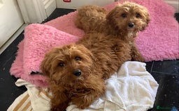 Cavapoo dogs for sale: F1 cavapoo puppies 2 girls 1 boy available now  - Image 5