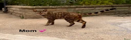 Bengal cats for sale: bengal female kittens - Advert 2