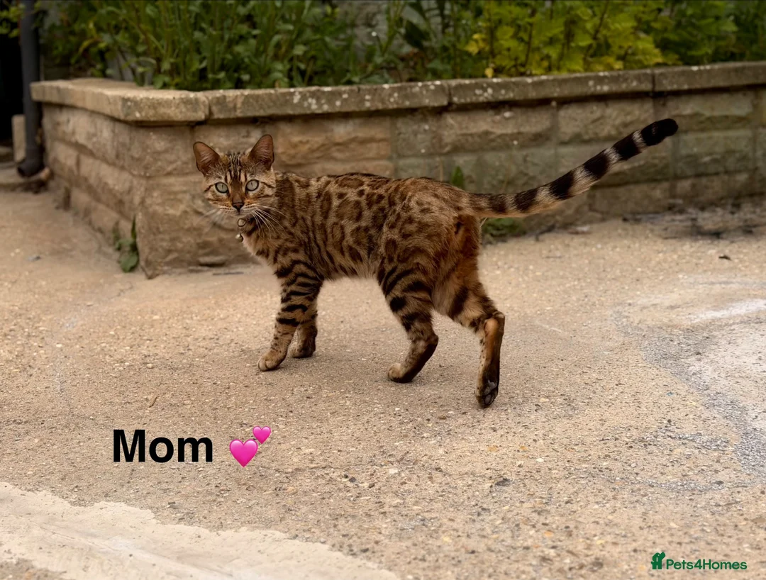 Bengal cats for sale: bengal female kittens - Advert 2