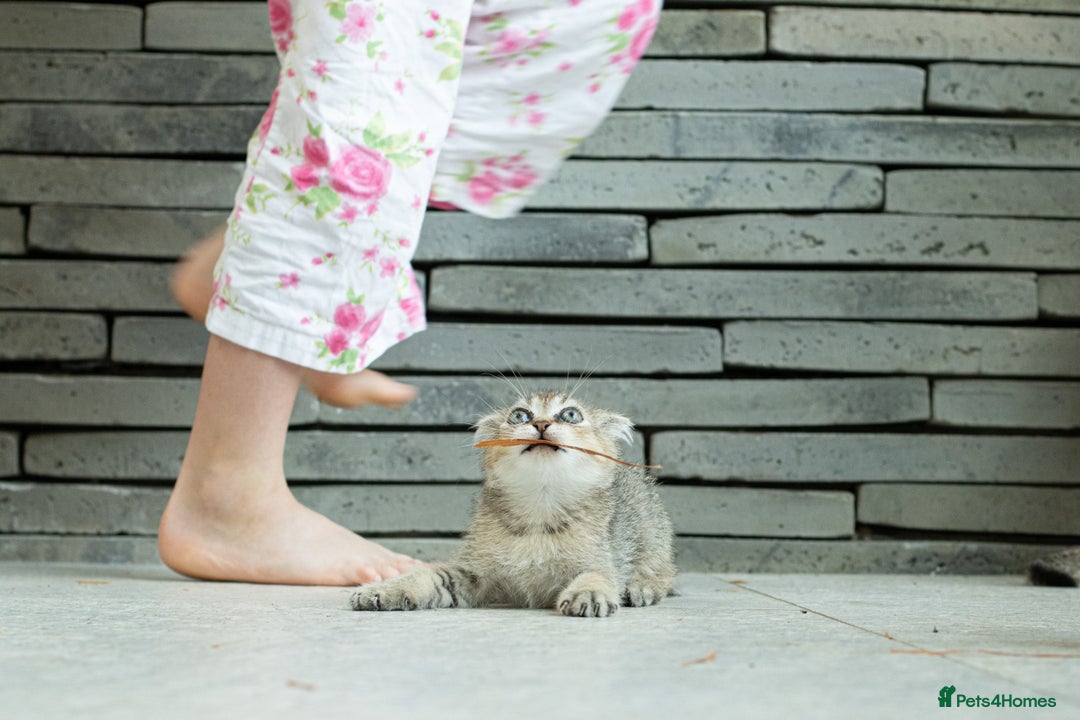 Scottish Fold cats for sale: Need home ASAP Full pedigreeTICA reg Scottish Fold in Barnet - Image 27