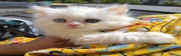 Persian cats for sale: Persian kittens for sale - blue eye beauty  - Advert 4