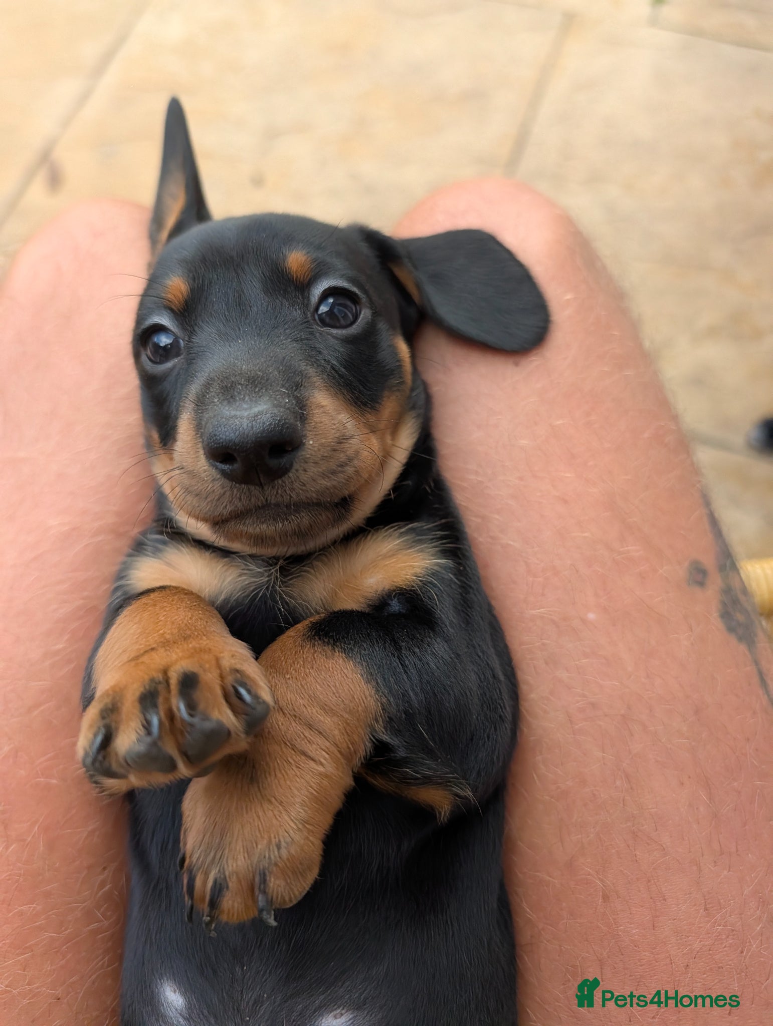 Dachshund dogs Last two black&tan Standard dachshund puppies  - Advert 1