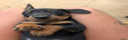 Dachshund dogs for sale: LET DOWN ON LAST PUPPY DACHSHUND  - Advert 2