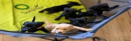 Labrador Retriever dogs for sale: Labrador Retrievers Ready Now  - Advert 9