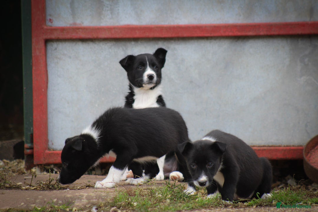 Border Collie dogs for sale: Border Collie Puppies for Sale - Image 5