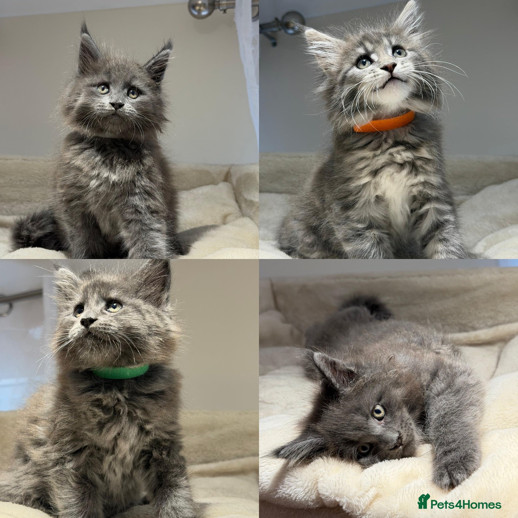 Maine Coon cats Beautiful TICA Registered Maine Coon Kittens Avail - Advert 1