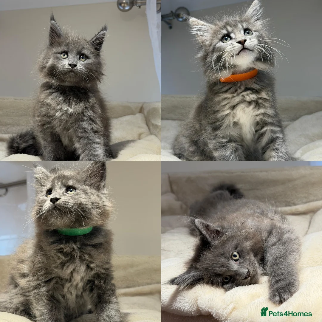 Maine Coon cats for sale: Beautiful TICA Registered Maine Coon Kittens Avail - Advert 1