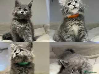 Maine Coon cats Beautiful TICA Registered Maine Coon Kittens Avail - Advert 1