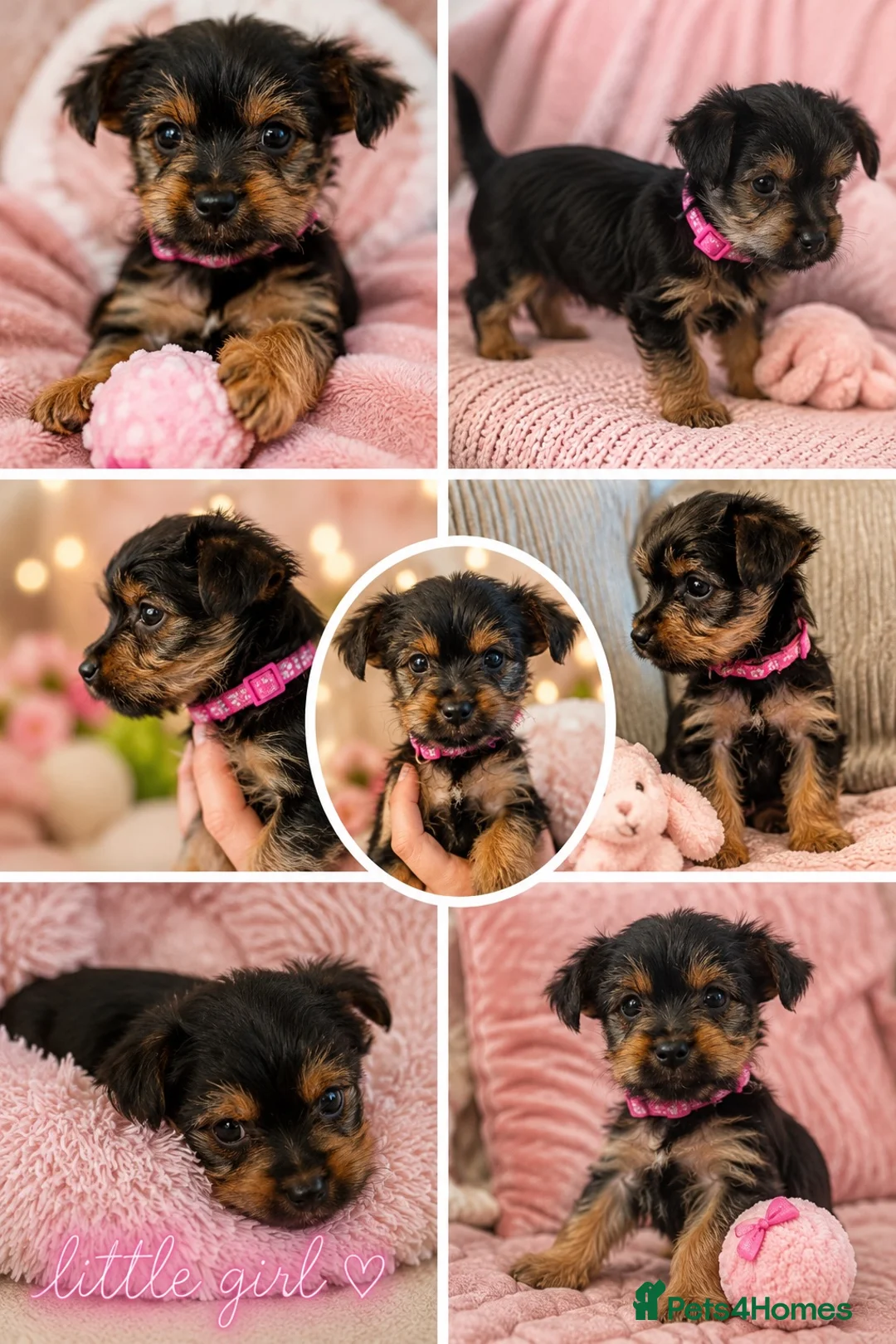 Yorkshire Terrier dogs for sale: Yorkshire terrier puppies ready now - Advert 1