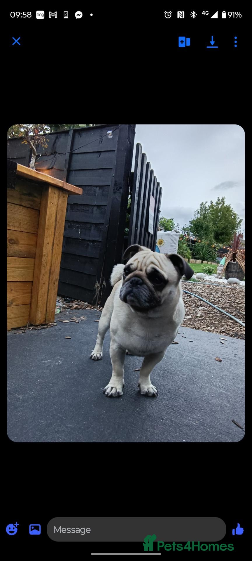 Pug dogs Male pug Frank  - Advert 1